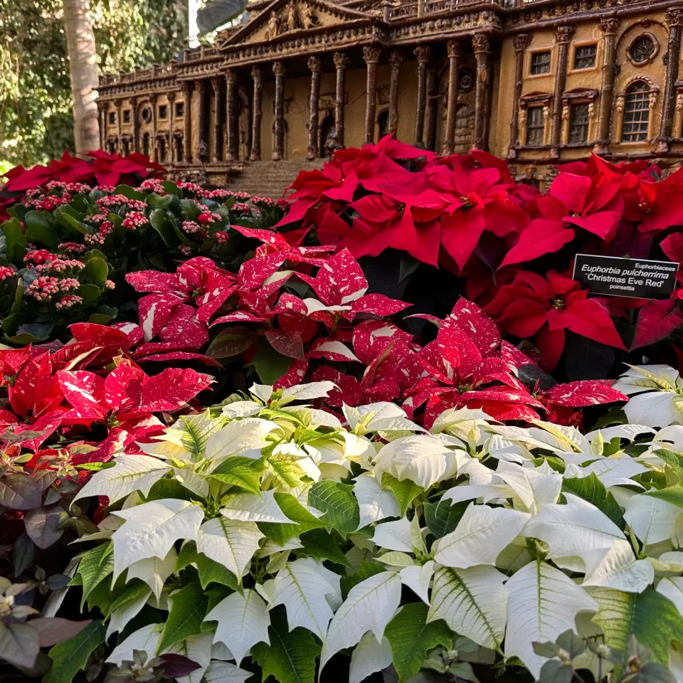 Poinsettias on display at the U.S. Botanic Garden's holiday exhibit "Season's Greenings."