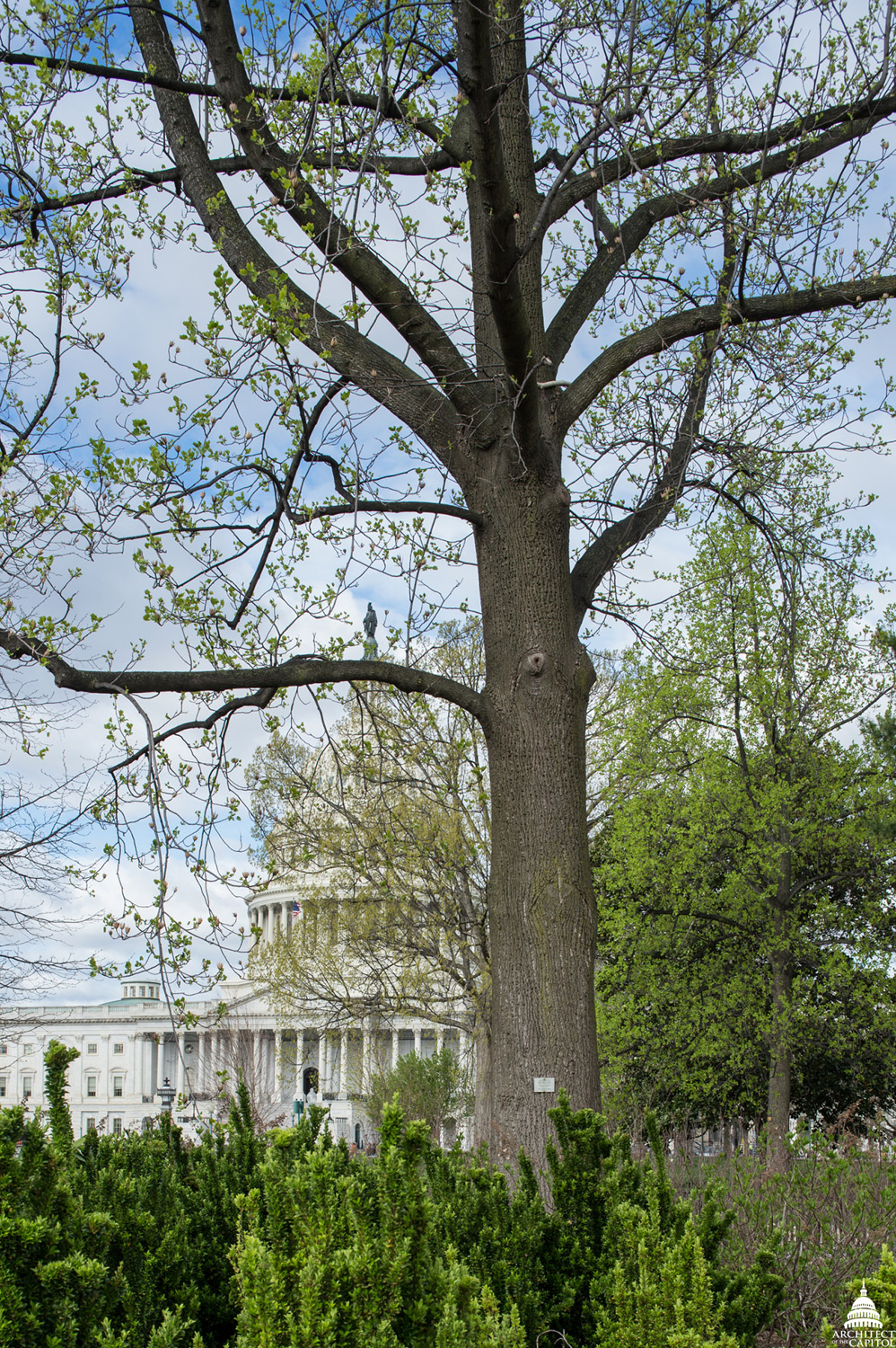 Liberty Tree | Architect of the Capitol | United States Capitol