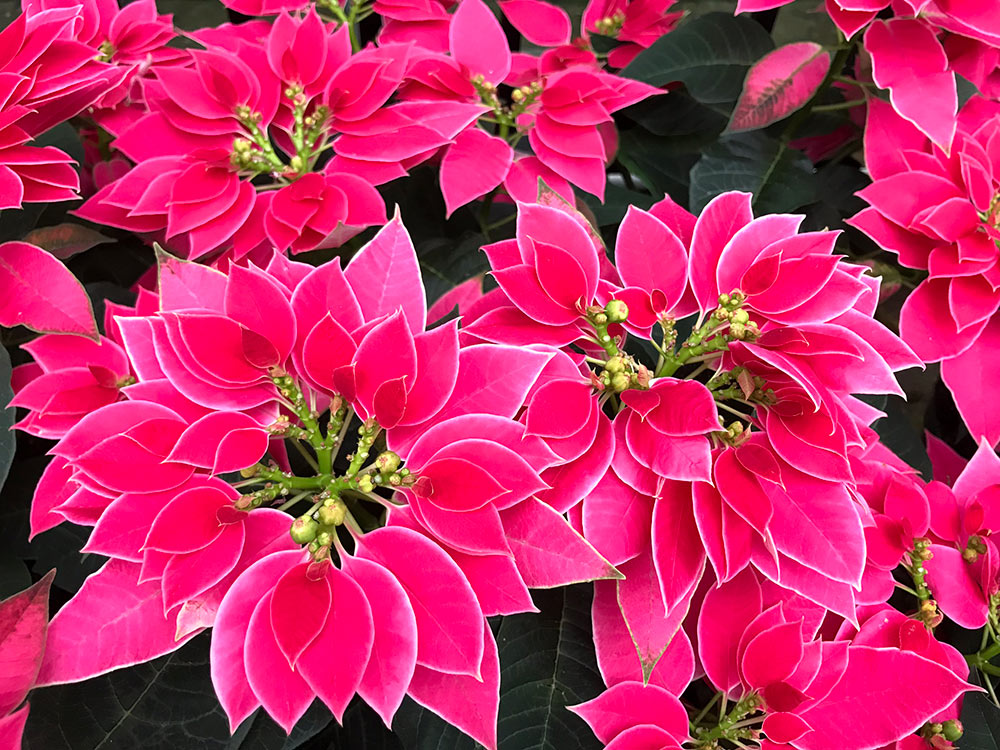 New poinsettia hybrid 'Luv U Hot Pink.'