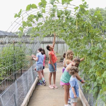 Children pick beans in the Bruno Vegetable Garden at Birmingham Botanical Gardens in Alabama.