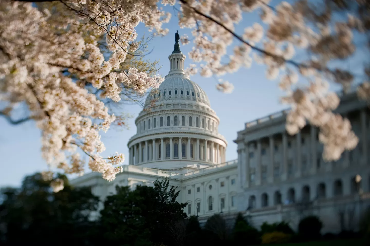 The U.S. Capitol Dome framed by cherry blossom trees.