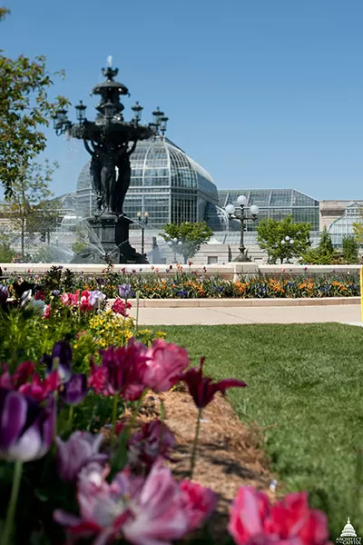 Spring flowers in USBG's Bartholdi Park.