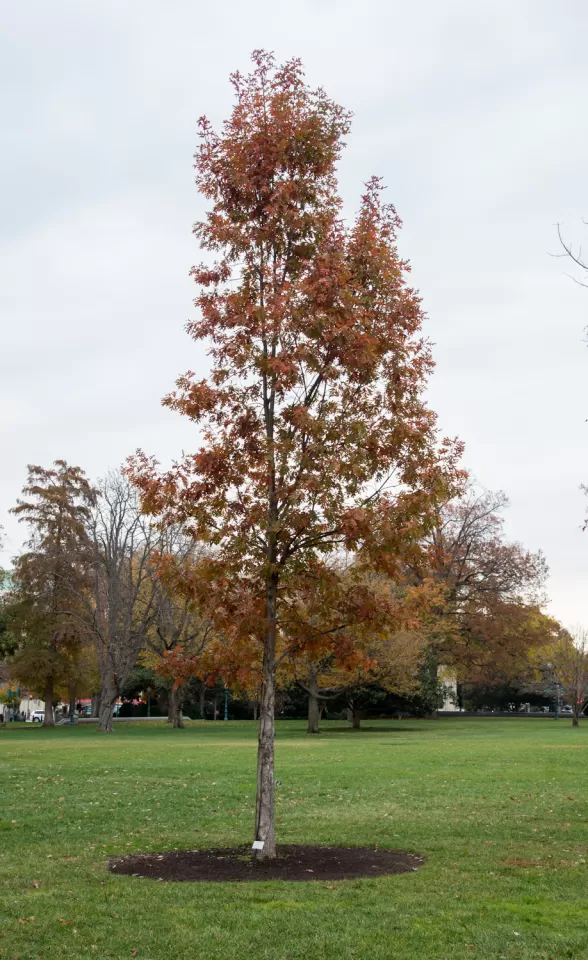 The Charter Oak tree on U.S. Capitol Grounds in fall.