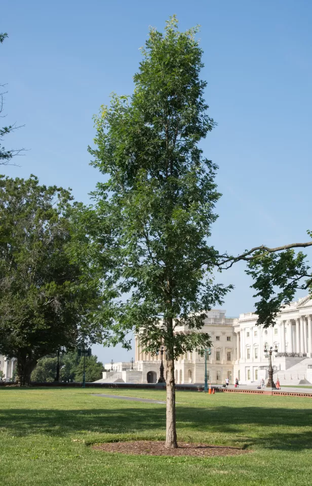 The Charter Oak tree on U.S. Capitol Grounds in summer.