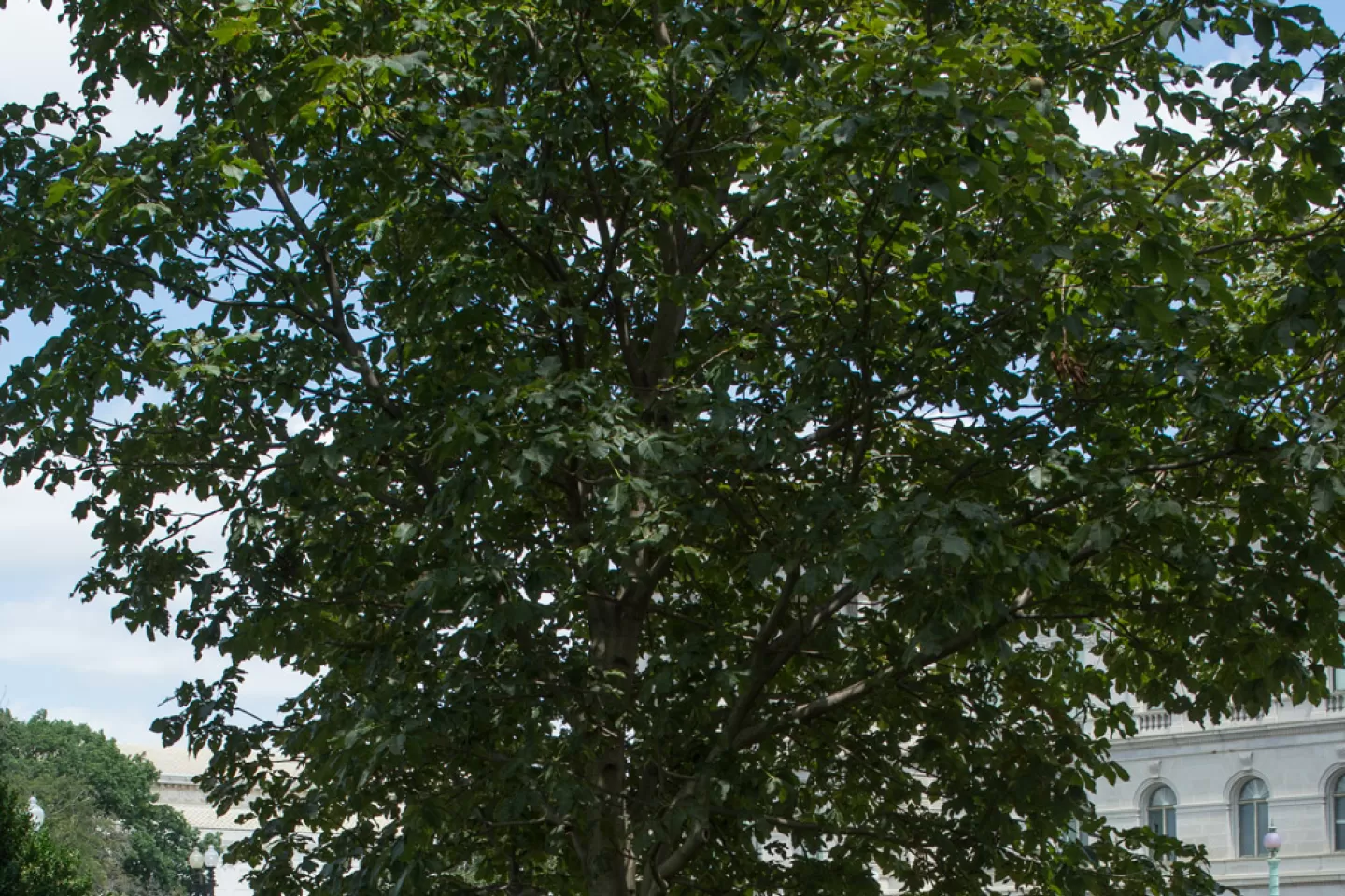 The Rep. Clarence Brown tree on the U.S. Capitol Grounds during summer.