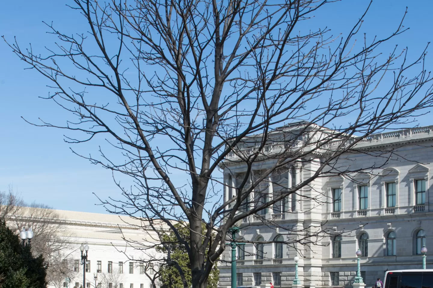 The Rep. Clarence Brown tree on the U.S. Capitol Grounds during winter.