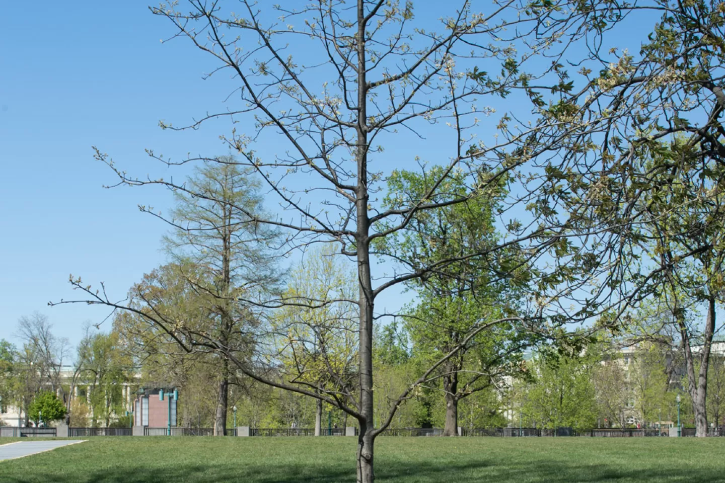 The Speaker Tip O'Neill tree on the U.S. Capitol Grounds during spring.