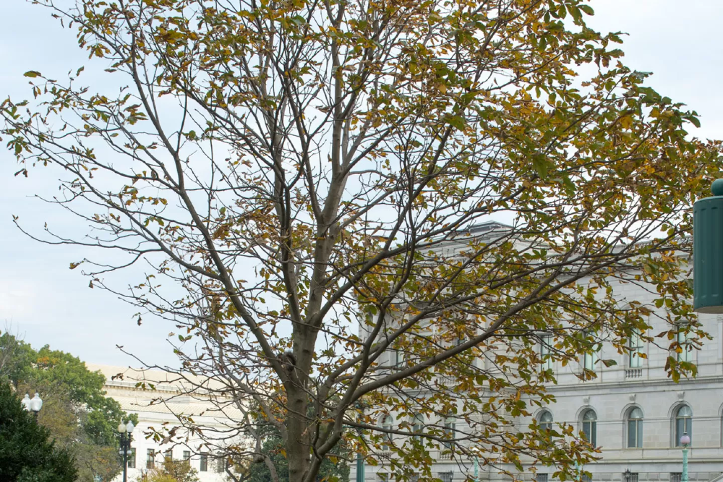 The Rep. Clarence Brown tree on the U.S. Capitol Grounds during fall.