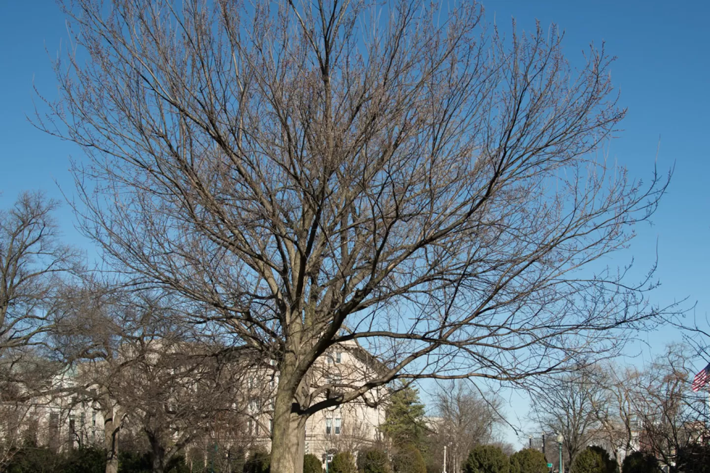 The Senator Kerrey tree on the U.S. Capitol Grounds during winter.
