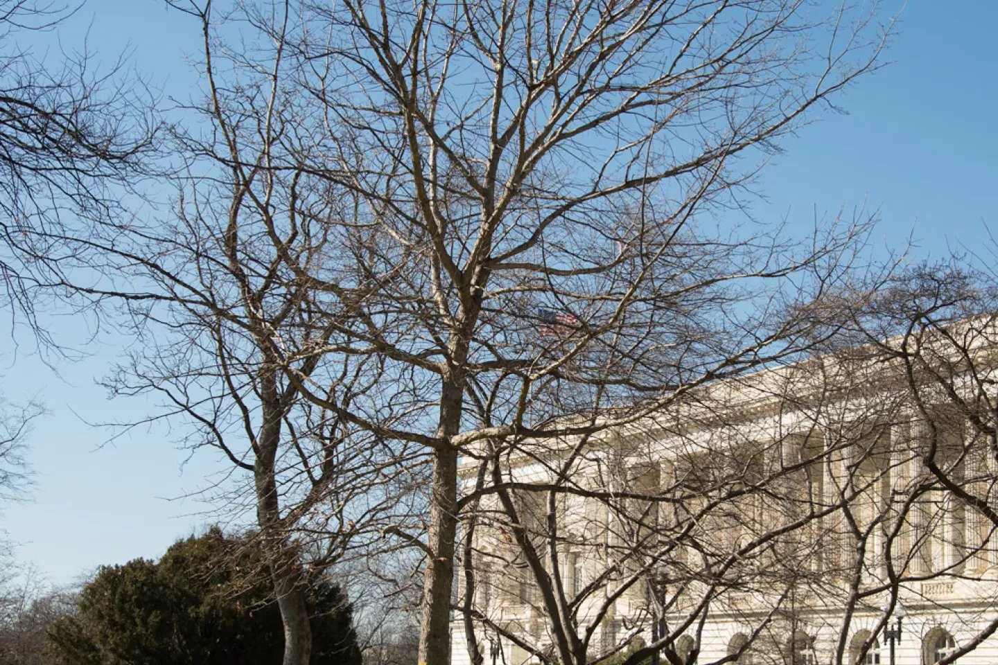 The Senator Byrd tree on the U.S. Capitol Grounds during winter.