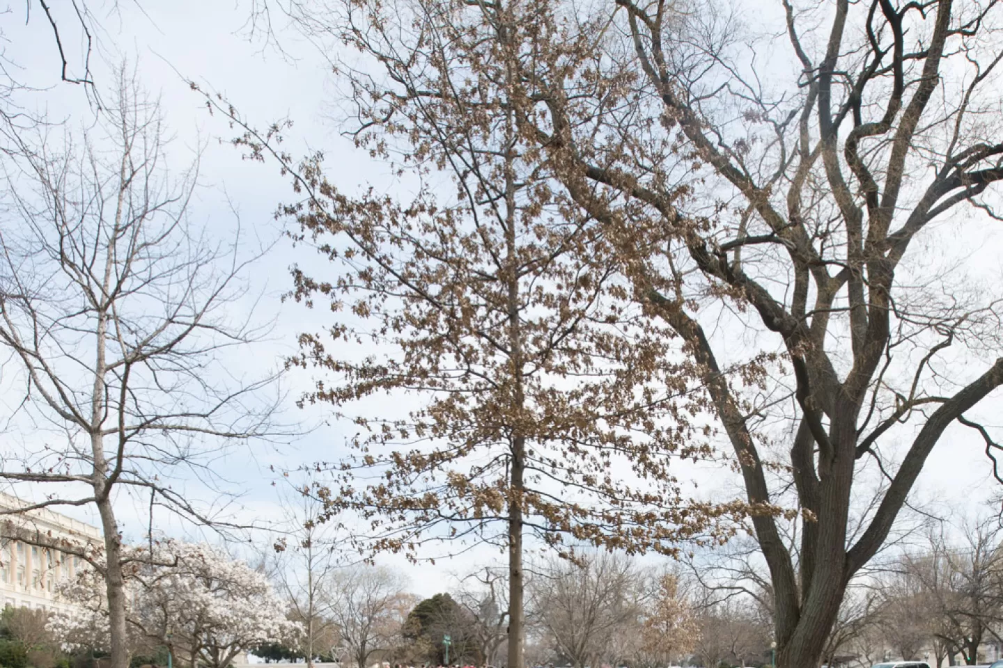 The Rep. Andrew Maguire tree on the U.S. Capitol Grounds during winter.