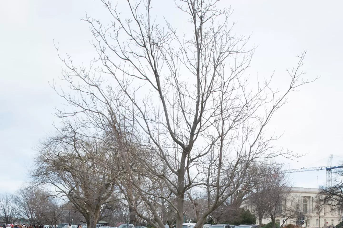 The Rep. Don Fuqua tree on the U.S. Capitol Grounds during winter.
