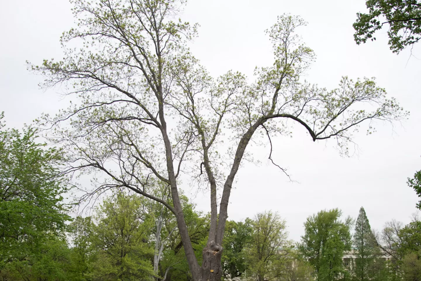 The Senator Willard Saulsbury tree on the U.S. Capitol Grounds during spring.