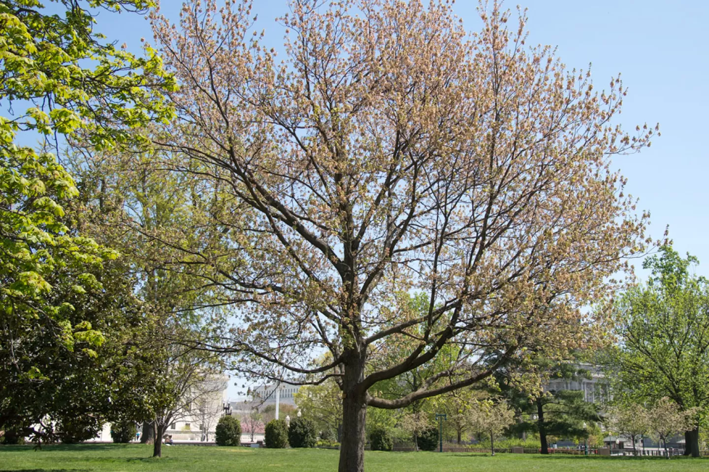 The Senator Saltonstall tree on the U.S. Capitol Grounds during spring.