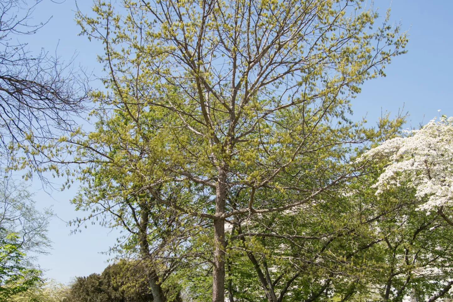 The Senator Byrd tree on the U.S. Capitol Grounds during spring.