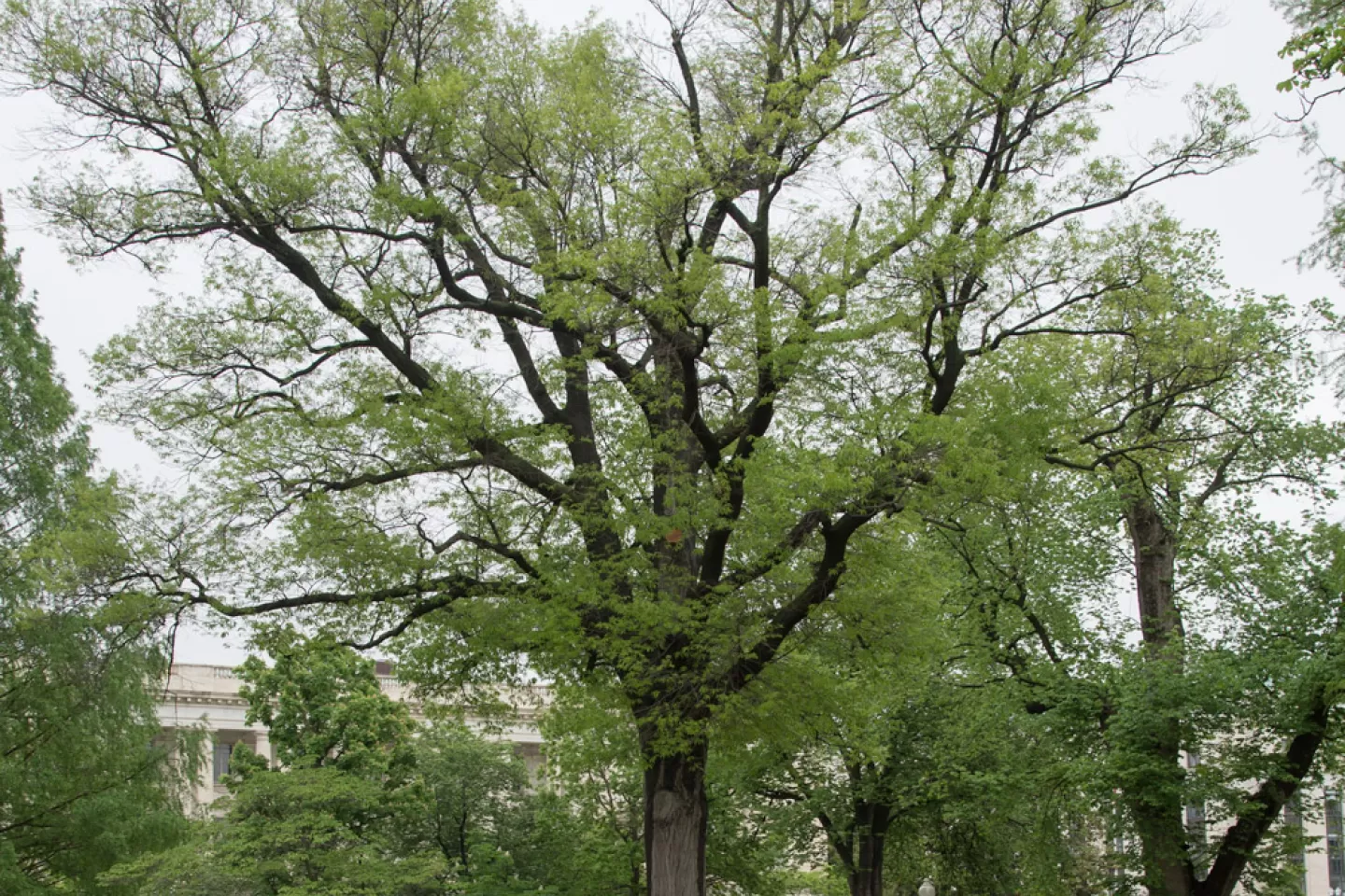 The Senator Gallinger tree on the U.S. Capitol Grounds during spring.