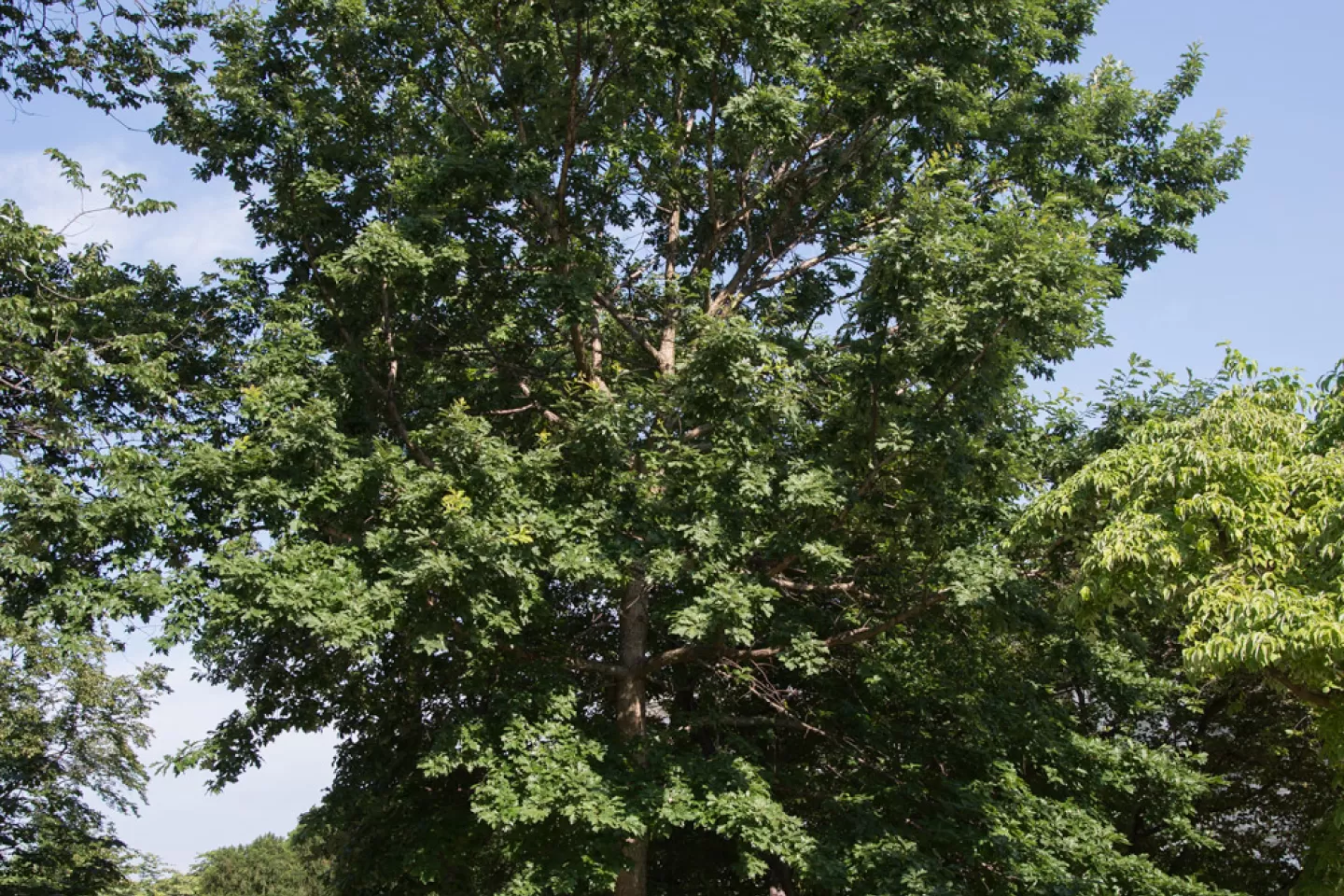 The Senator Byrd tree on the U.S. Capitol Grounds during summer.