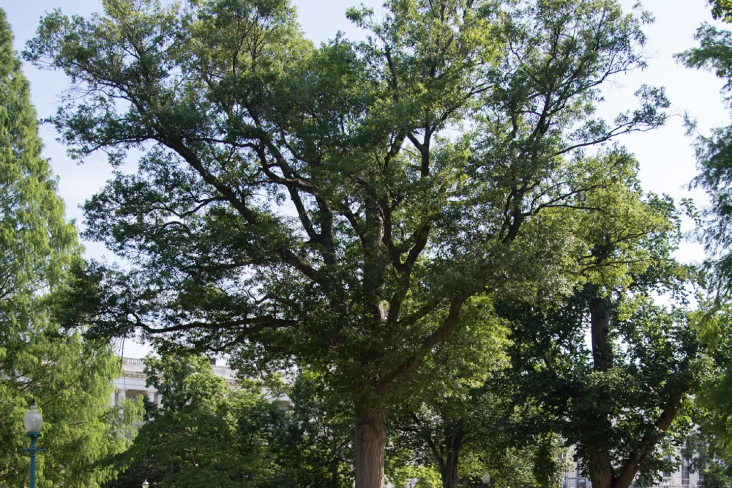 The Senator Gallinger tree on the U.S. Capitol Grounds during summer.