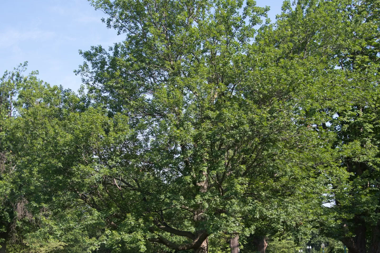 The Senator Saltonstall tree on the U.S. Capitol Grounds during summer.