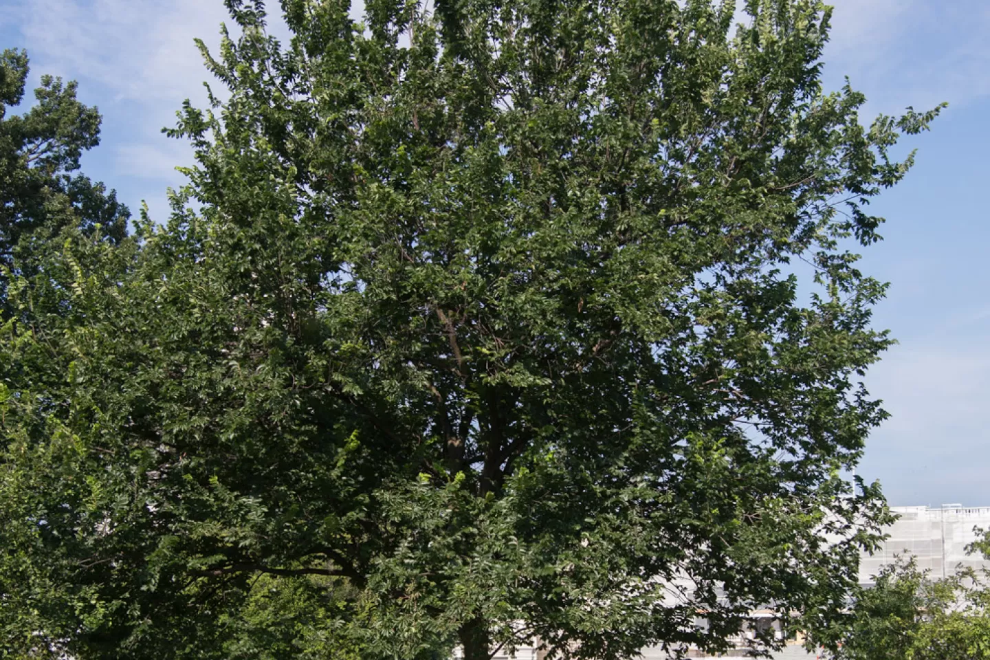 The Senator Kerrey tree on the U.S. Capitol Grounds during summer.