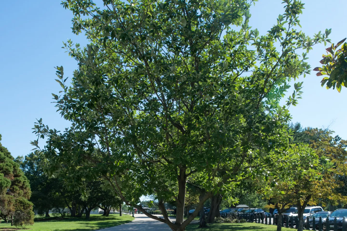 The Rep. Don Fuqua tree on the U.S. Capitol Grounds during summer.