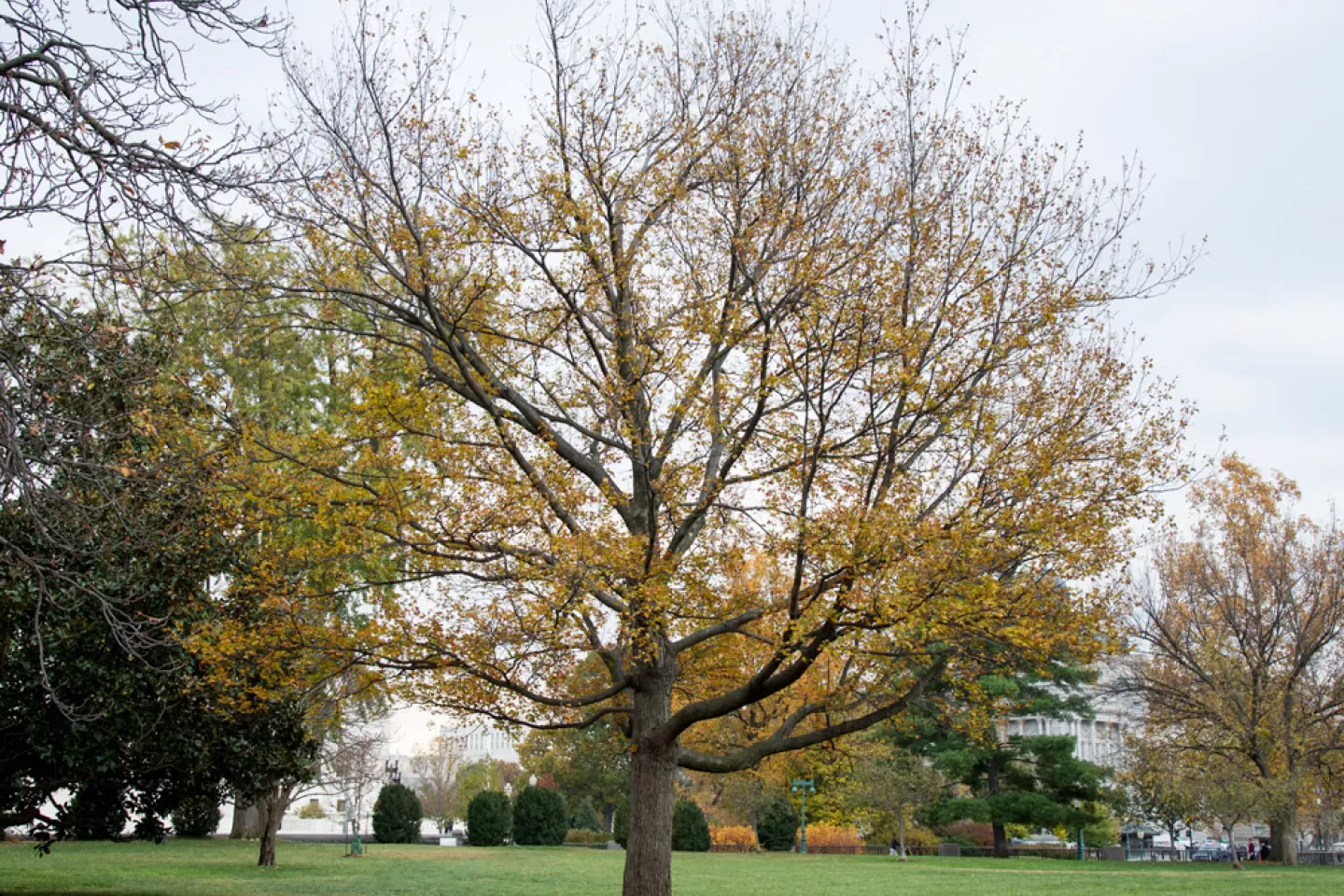 The Senator Saltonstall tree on the U.S. Capitol Grounds during fall.