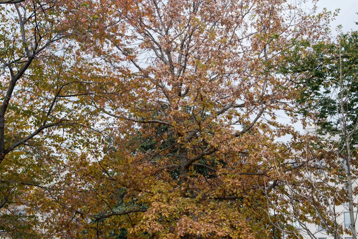 The Senator Byrd tree on the U.S. Capitol Grounds during fall.