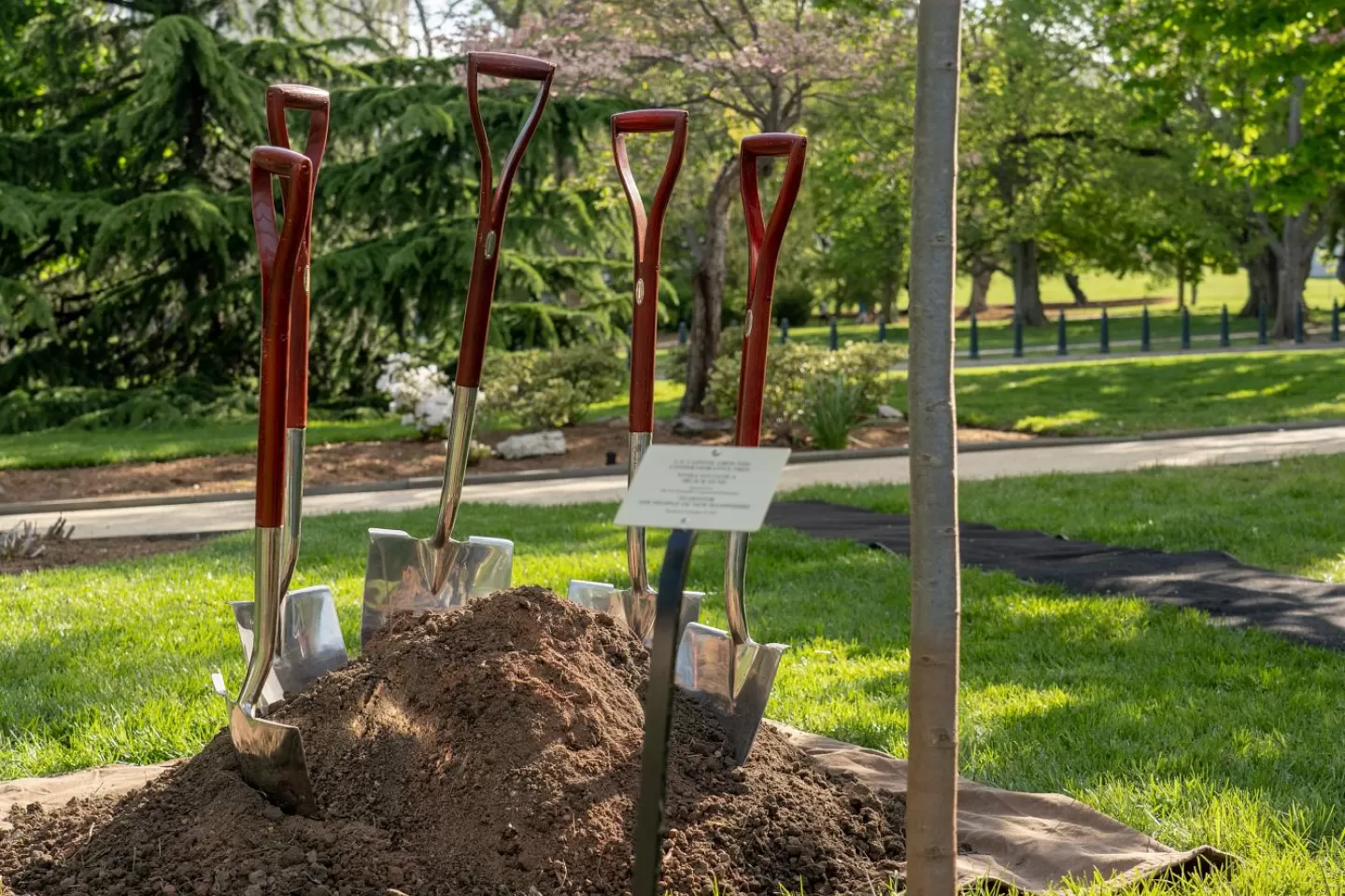 Shovels in place for the tree dedication ceremony of the People of New Hampshire Tree.