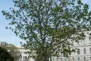 The Rep. Clarence Brown tree on the U.S. Capitol Grounds during spring.