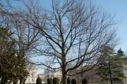 The Senator Saltonstall tree on the U.S. Capitol Grounds during winter.