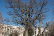 The Senator Gallinger tree on the U.S. Capitol Grounds during winter.