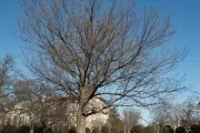 The Senator Kerrey tree on the U.S. Capitol Grounds during winter.