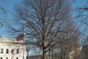 The Senator Zorinsky tree on the U.S. Capitol Grounds during winter.