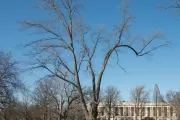 The Senator Willard Saulsbury tree on the U.S. Capitol Grounds during winter.