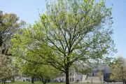 The Senator Kerrey tree on the U.S. Capitol Grounds during spring.