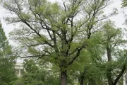 The Senator Gallinger tree on the U.S. Capitol Grounds during spring.