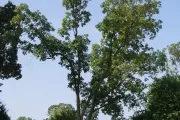 The Senator Willard Saulsbury tree on the U.S. Capitol Grounds during summer.