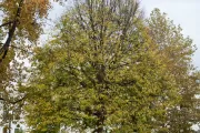 The Senator Zorinsky tree on the U.S. Capitol Grounds during fall.