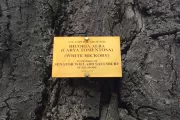 Plaque that reads: U.S. Capitol Grounds  Memorial Tree   Hicoria alba  (Carya Tomentosa)  (White Hickory)   In Memory of  Senator Willard Saulsbury  of Delaware   April 8, 1918