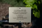 Plaque for the tree.