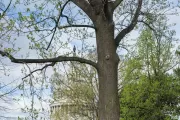 The Liberty Tree on Capitol Grounds.