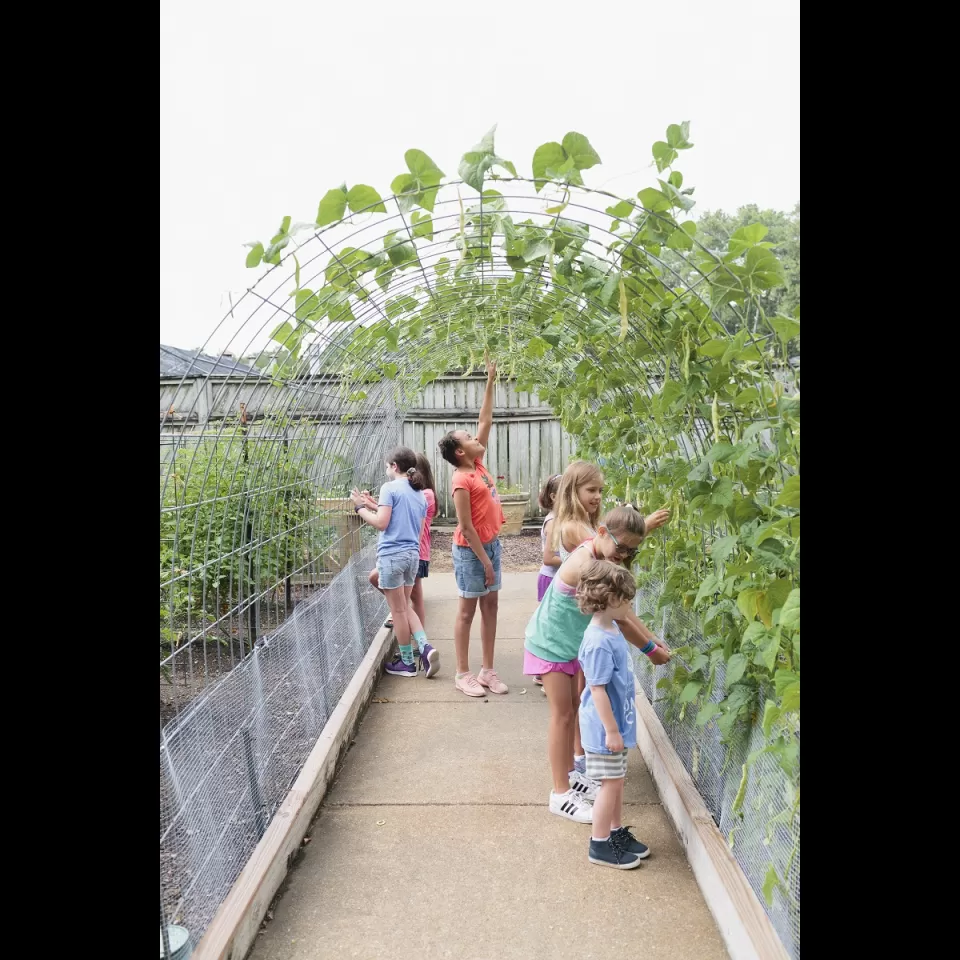 Children pick beans in the Bruno Vegetable Garden at Birmingham Botanical Gardens in Alabama.