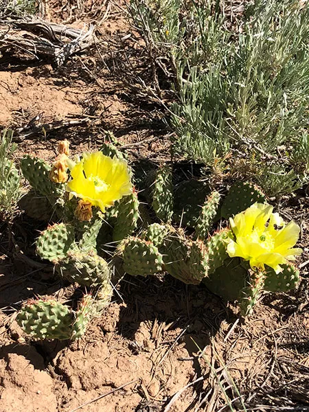 Detail of cacti in the Carson National Forest in New Mexico.