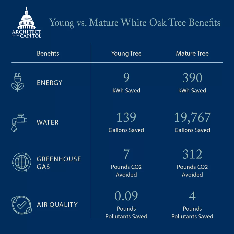Infographic titled "Young v. Mature White Oak Tree Benefits."