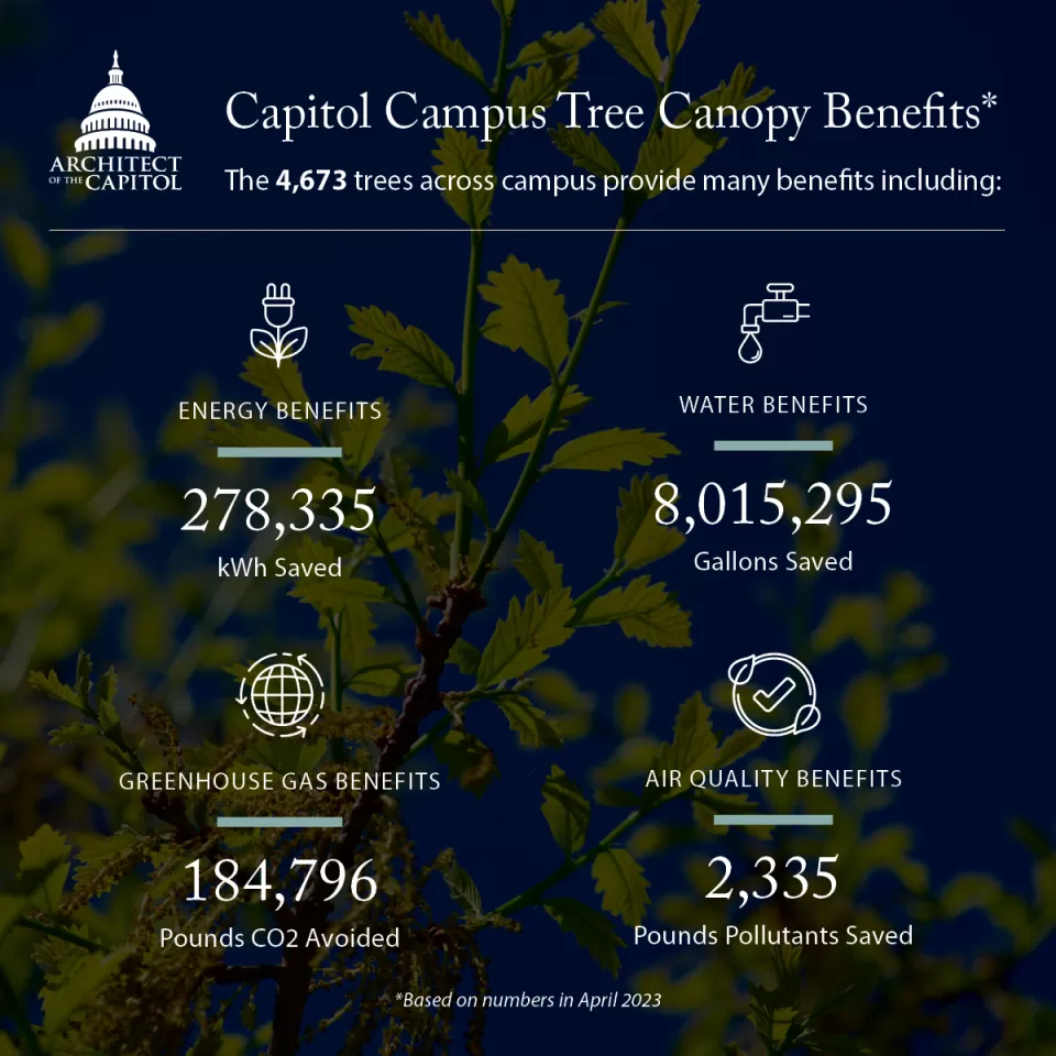 The 4,673 trees across campus provide many benefits including: 278,335 kWh saved; 8,015,295 gallons of water saved; 184,796 pounds of CO2 avoided; 2,335 pounds pollutants saved.