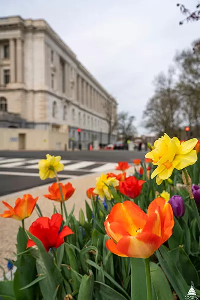 Spring flowers on the U.S. Capitol Grounds.