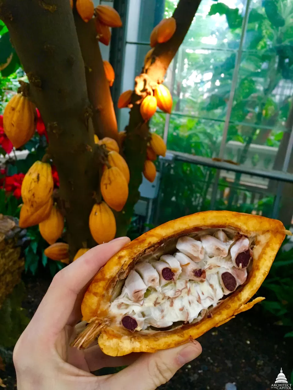The U.S. Botanic Garden's Theobroma cacao \\\