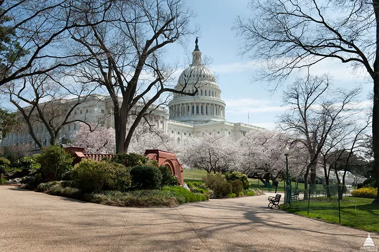 Cherry Hill Park  How to See the Cherry Blossoms in Washington, DC