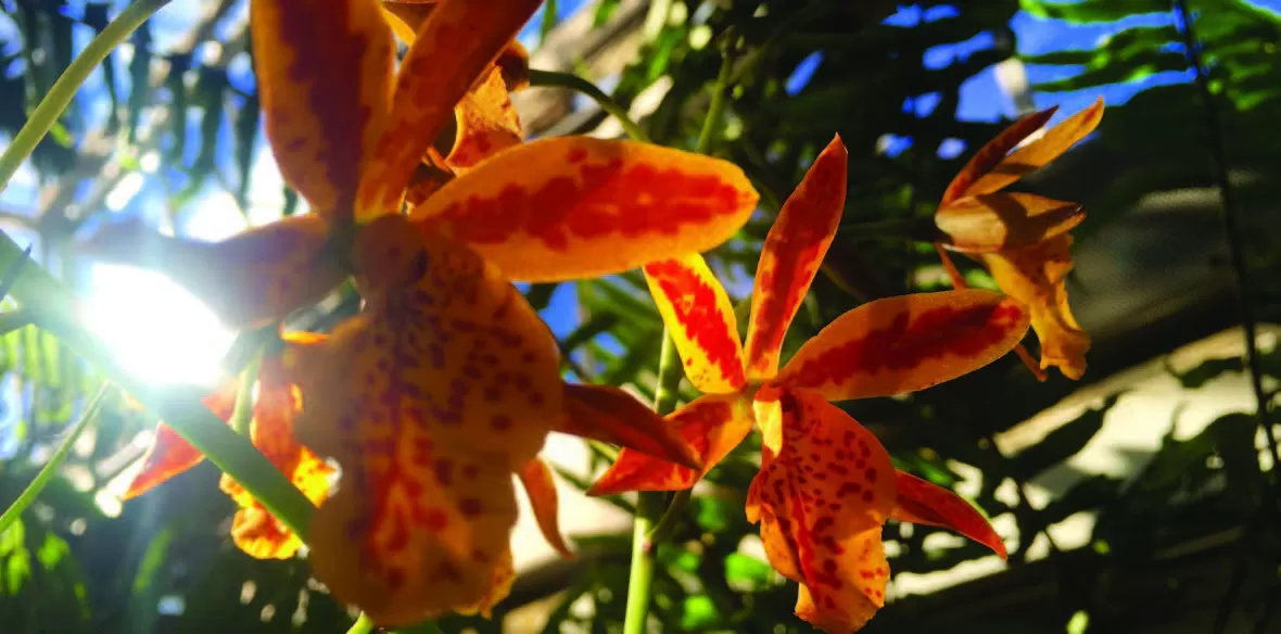 Epicatanthe Volcano Trick Orange Fire Orchid