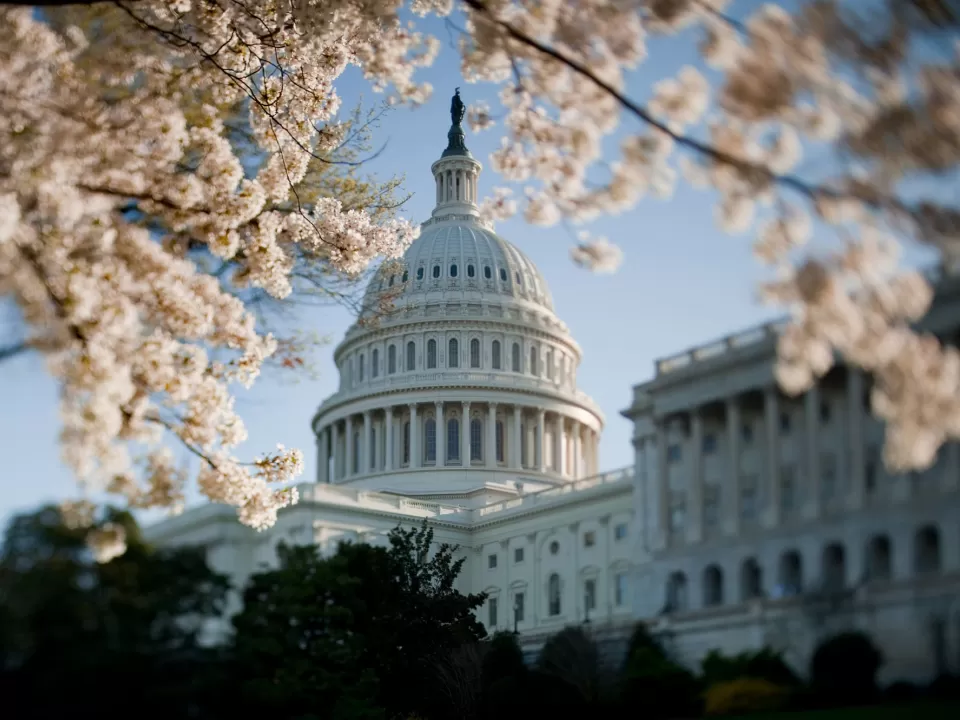 The U.S. Capitol Dome framed by cherry blossom trees.